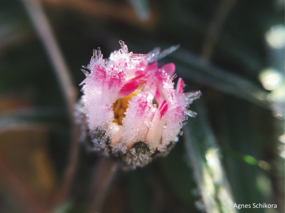 GRANDER-Wasserfoto des Monats 12/2018