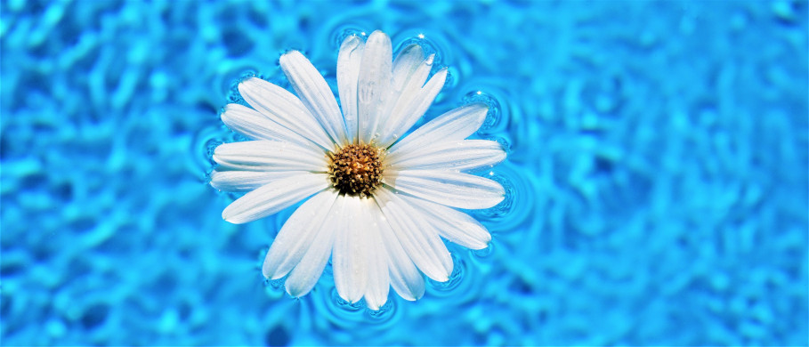 Pool-Blume