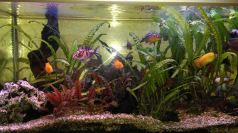 Aquarium Familie Lodes