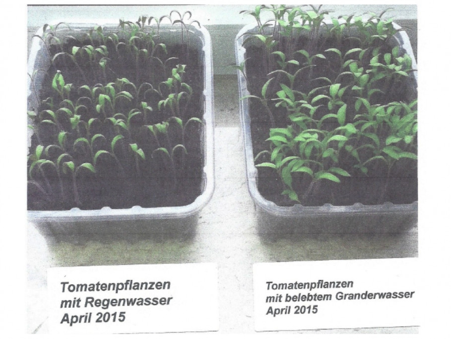 Tomaten gedeihen bei Ute Haverkamp – 38704 Liebenburg mit GRANDER-Wasser viel besser